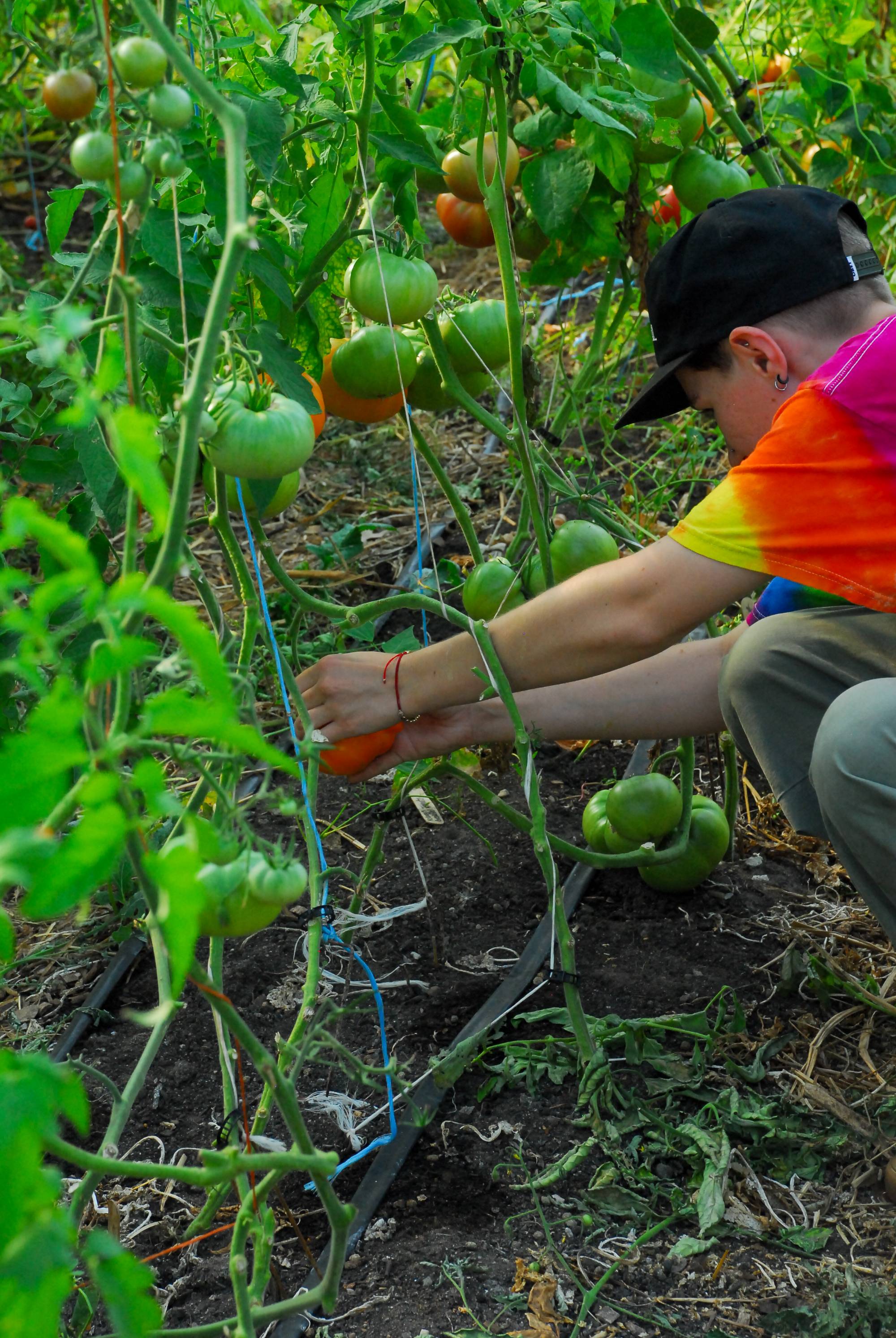 Intern harvesting tomatoes.